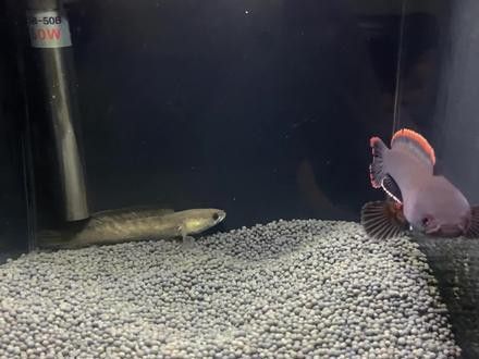 彩虹雷龍魚公母會打架嗎