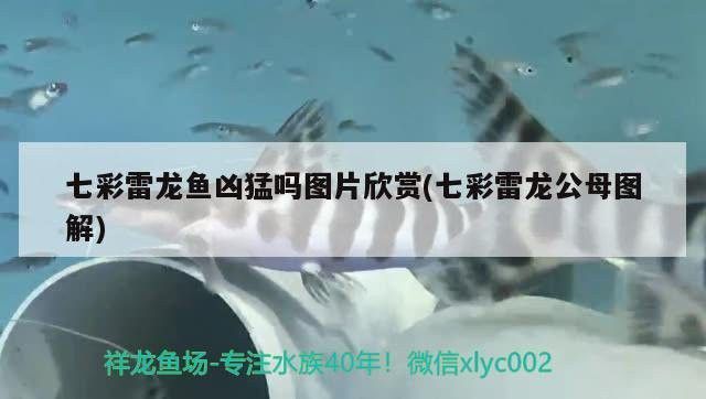 彩虹雷龍魚公母會打架嗎