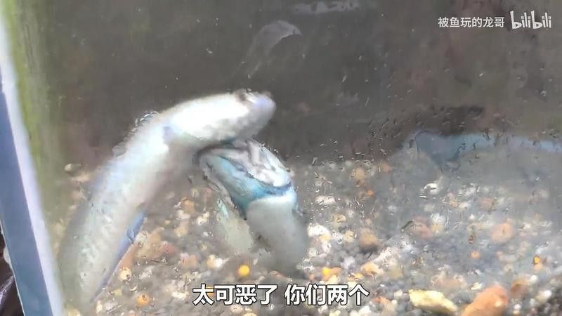 彩虹雷龍魚公母會打架嗎