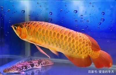金龍魚珠鱗的表現(xiàn)：關(guān)于金龍魚珠鱗的詳細解釋