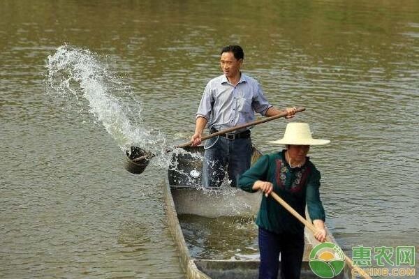 2021長城杯龍魚大賽：2024長城杯龍魚大賽，祥龍魚場再創輝煌