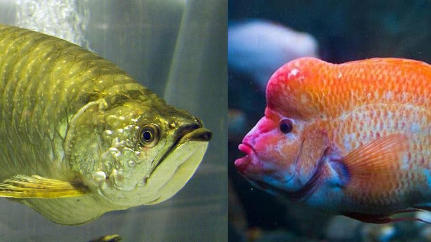 星點龍魚和金龍魚的區別