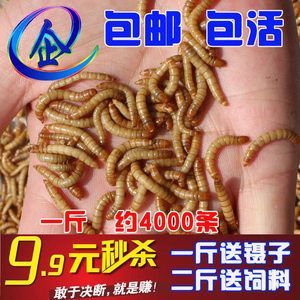 龍魚只喂大麥蟲：長期單一喂食大麥蟲可能會導致一些健康問題,不建議只喂大麥蟲