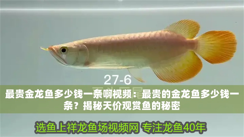 最貴金龍魚多少錢一條啊視頻：最貴的金龍魚多少錢一條？揭秘天價觀賞魚的秘密