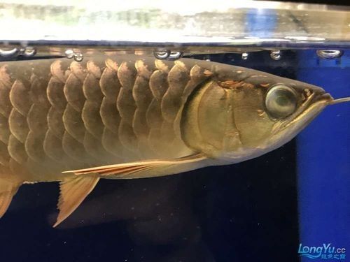 龍魚蒙眼是怎么回事啊圖片