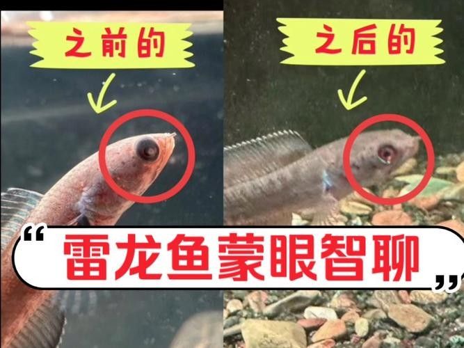 龍魚蒙眼是怎么回事啊圖片