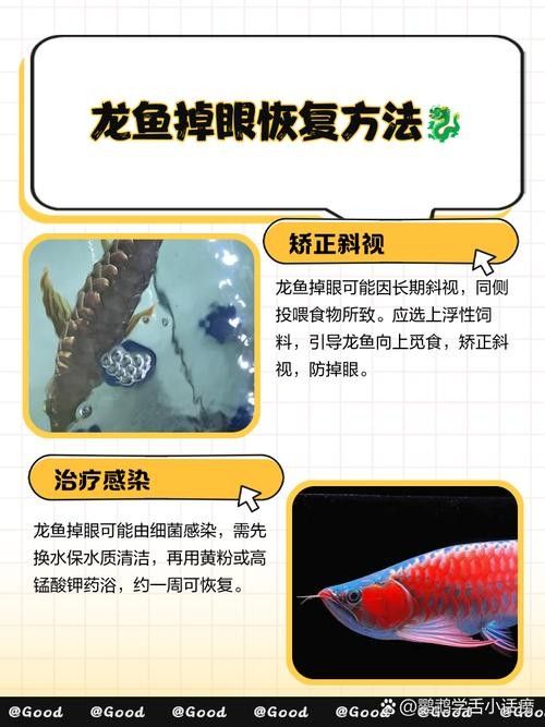 龍魚蒙眼是怎么回事啊圖片