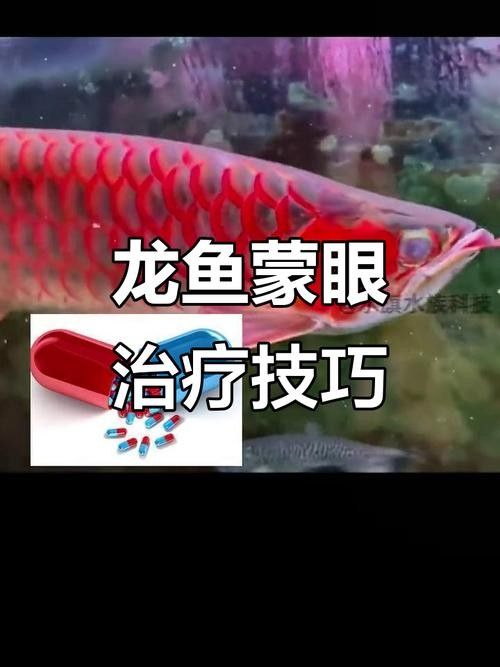 龍魚蒙眼是怎么回事啊圖片