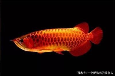 龍魚只吃紅蟲不吃蝦行嗎：喂食蝦比紅蟲更有益于龍魚的健康營養和安全性角度
