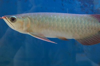 紅龍魚爬背過程：紅龍魚爬背過程中的一些關(guān)鍵步驟