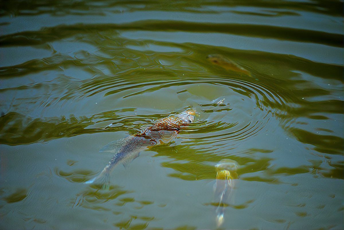 龍魚爛鰭的治療方法
