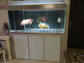 紅龍魚需要多大的魚缸才能養，需要多大的魚缸才能養：紅龍魚需要多大的魚缸才能養紅龍魚