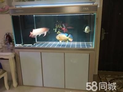 紅龍魚需要多大的魚缸才能養，需要多大的魚缸才能養：紅龍魚需要多大的魚缸才能養紅龍魚