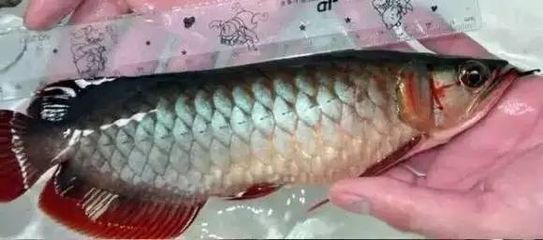 龍魚鯊魚嘴到底好不好：龍魚鯊魚嘴到底好不好？ 龍魚鯊魚嘴到底好不好：龍魚鯊魚嘴到底好不好？ 龍魚百科 第1張