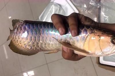 龍魚鯊魚嘴到底好不好：龍魚鯊魚嘴到底好不好？ 龍魚鯊魚嘴到底好不好：龍魚鯊魚嘴到底好不好？ 龍魚百科 第2張