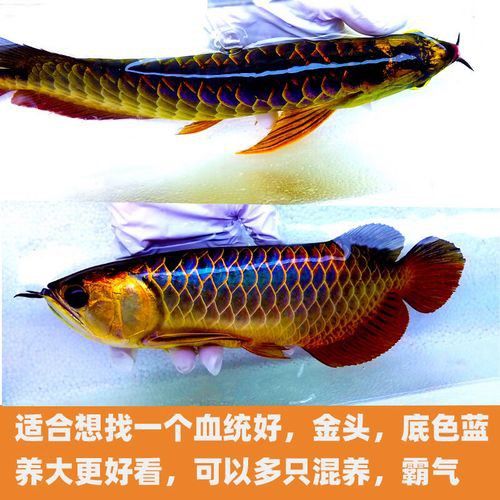 金龍魚虎魚 金龍魚虎魚 龍魚百科 第7張