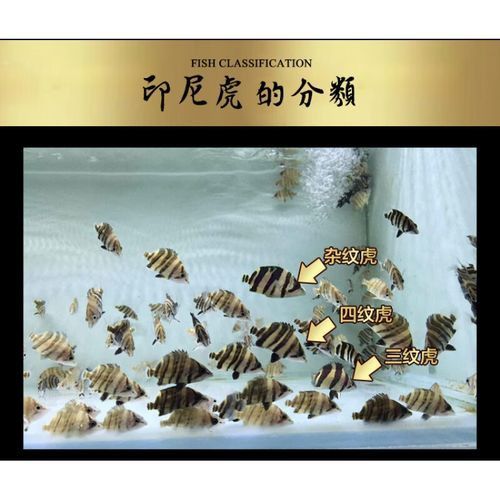 金龍魚虎魚 金龍魚虎魚 龍魚百科 第9張