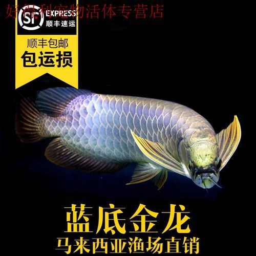金龍魚虎魚 金龍魚虎魚 龍魚百科 第8張
