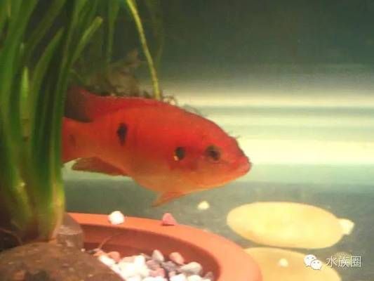 寶石魚繁殖水箱布置指南：寶石魚的繁殖水箱布置指南