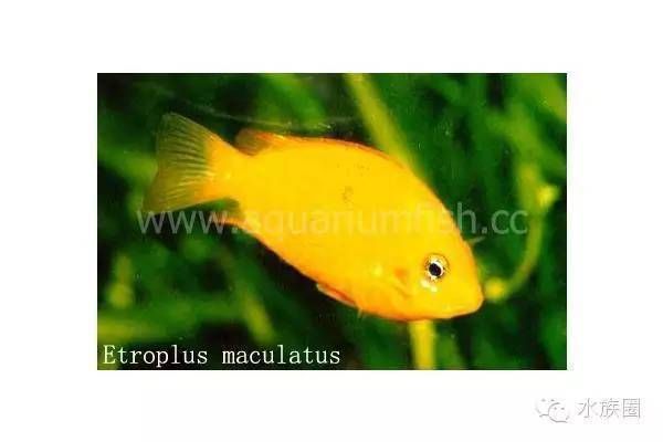 寶石魚繁殖水箱布置指南：寶石魚的繁殖水箱布置指南