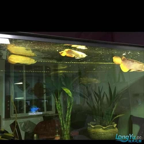 龍魚能和虎魚混養嗎圖片大全