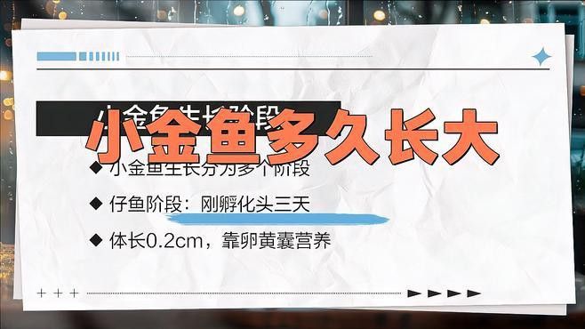 如何區分小金龍魚的階段？