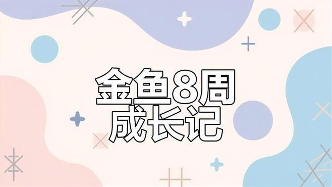 如何區分小金龍魚的階段？