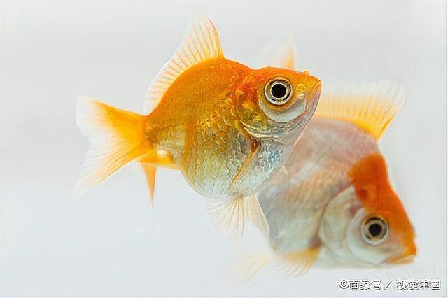 如何區分小金龍魚的階段？