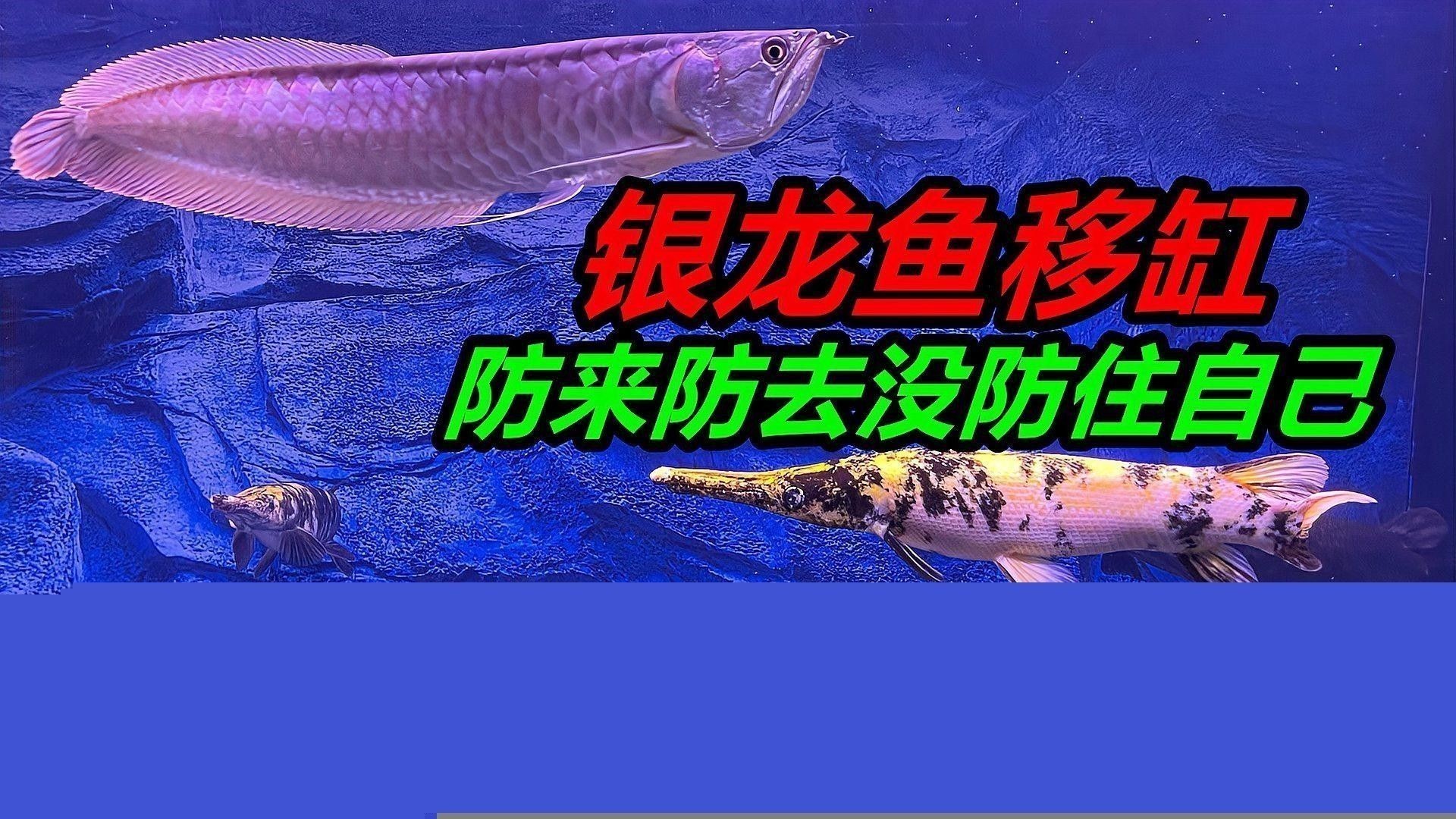 魚缸銀龍魚一般養(yǎng)幾條比較好呢
