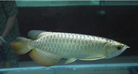 面包蟲喂銀龍魚行不行:面包蟲可以作為銀龍魚的食物之一但不應過度依賴面包蟲 龍魚百科 第3張 面包蟲喂銀龍魚行不行:面包蟲可以作為銀龍魚的食物之一但不應過度依賴面包蟲 面包蟲喂銀龍魚行不行:面包蟲可以作為銀龍魚的食物之一但不應過度依賴面包蟲 龍魚百科 第3張