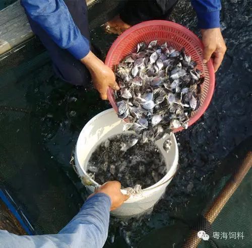 金鯧魚(yú)養(yǎng)殖技術(shù)大全 金鯧魚(yú)養(yǎng)殖技術(shù)大全 龍魚(yú)百科 第5張