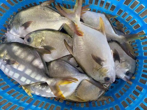 金鯧魚(yú)養(yǎng)殖技術(shù)大全 金鯧魚(yú)養(yǎng)殖技術(shù)大全 龍魚(yú)百科 第4張