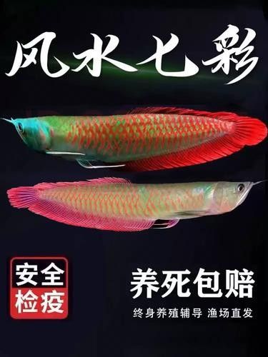 銀龍魚苗長什么樣子圖片視頻大全