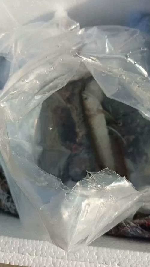 銀龍魚苗長什么樣子圖片視頻大全