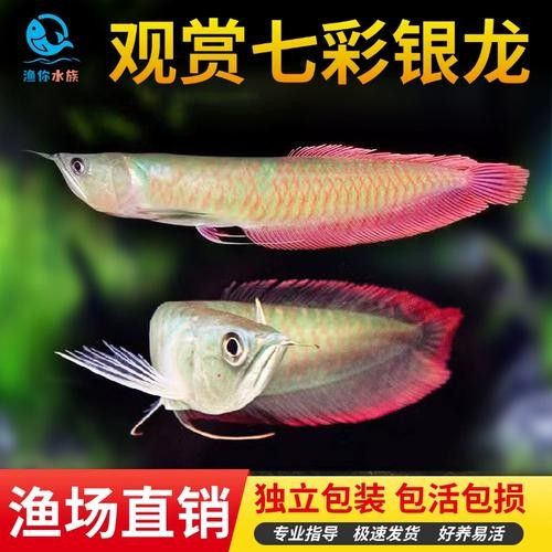 銀龍魚苗長什么樣子圖片視頻大全