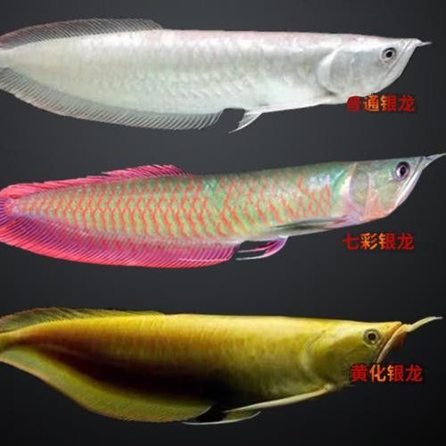 銀龍魚苗長什么樣子圖片視頻大全