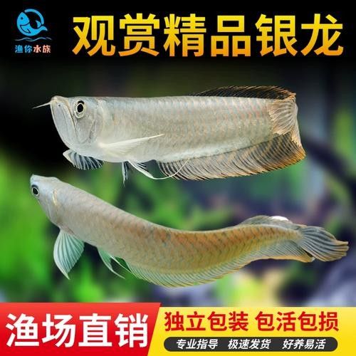 銀龍魚苗長什么樣子圖片視頻大全