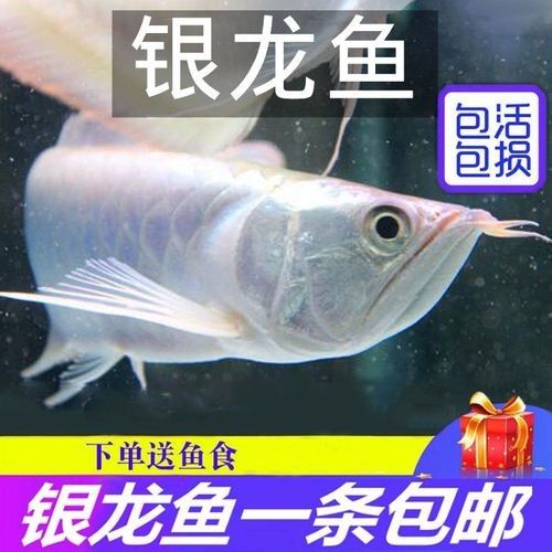 銀龍魚苗長什么樣子圖片視頻大全