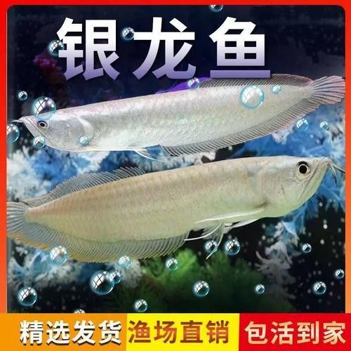 銀龍魚苗長什么樣子圖片視頻大全