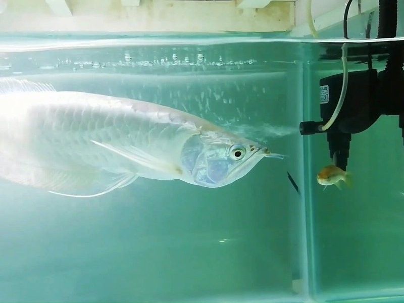 銀龍魚苗長什么樣子圖片視頻大全