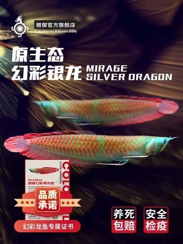 銀龍魚苗長什么樣子圖片視頻大全