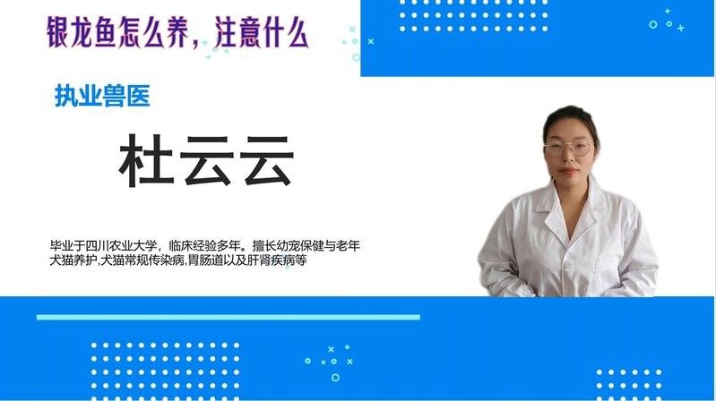 銀龍魚苗長什么樣子圖片視頻大全