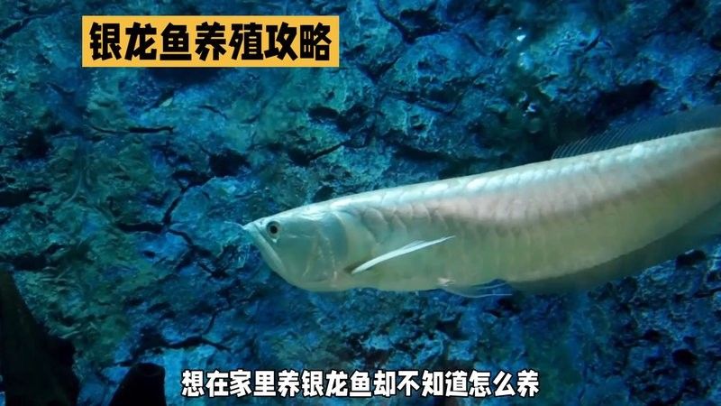 銀龍魚苗長什么樣子圖片視頻大全