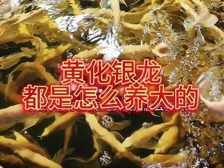 銀龍魚苗長什么樣子圖片視頻大全
