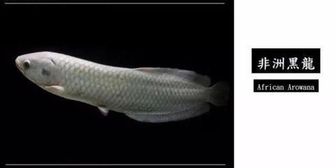 龍魚體型大小排行（非洲龍魚體型大小排行信息金龍魚體型大小排行信息）