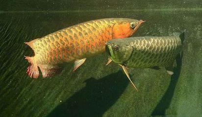 龍魚體型大小排行（非洲龍魚體型大小排行信息金龍魚體型大小排行信息）