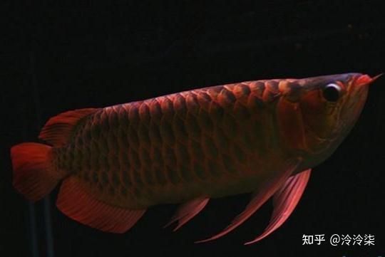 中國最好龍魚第一名