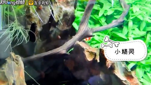 金龍魚的魚缸應該放什么魚清理魚缸（金龍魚日常飲食指南，）