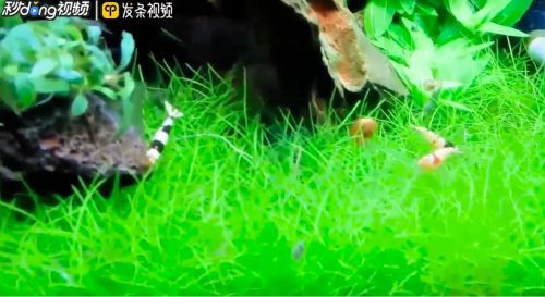 金龍魚的魚缸應該放什么魚清理魚缸（金龍魚日常飲食指南，）