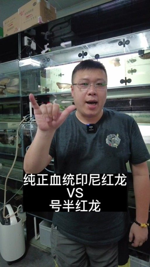 如何判斷號半龍魚的純度？